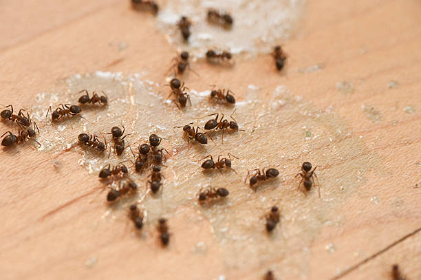 Best Pest Prevention Services  in Central, TN